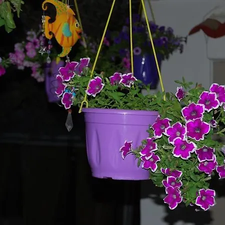 Killini The Small Cyclades Gæstehus 3*